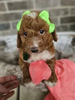 Sayler, a female Goldendoodle and Poodle - Miniature  for sale in Grabill, IN – 3 of 4