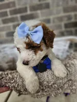 Luca, a male Goldendoodle and Poodle - Miniature  for sale in Grabill, IN – 7 of 7