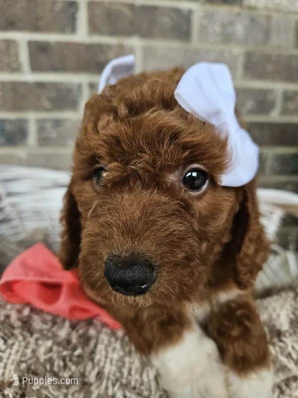Remy – Goldendoodle, Poodle - Miniature  puppy for sale in Grabill, IN