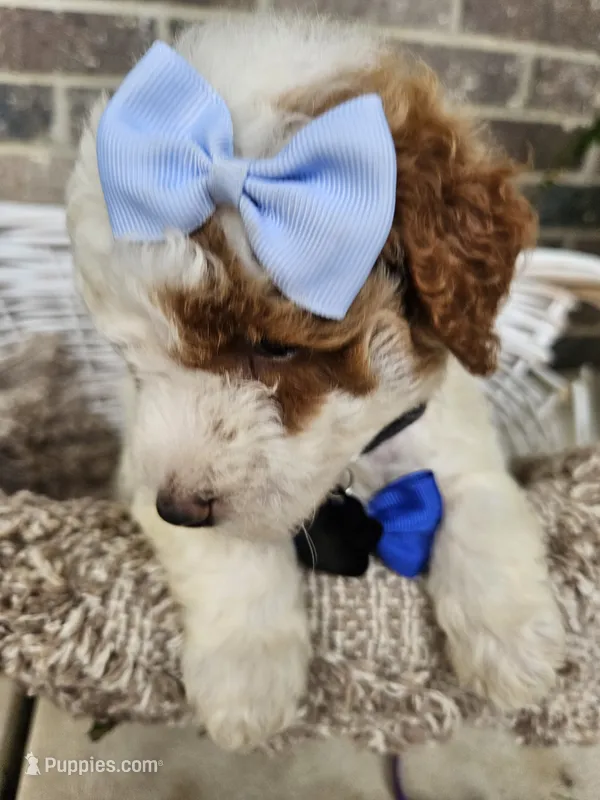 Luca – Goldendoodle, Poodle - Miniature  puppy for sale in Grabill, IN