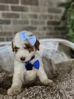 Luca, a male Goldendoodle and Poodle - Miniature  for sale in Grabill, IN – 5 of 7