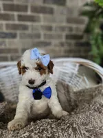 Luca, a male Goldendoodle and Poodle - Miniature  for sale in Grabill, IN – 4 of 7