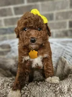 Sunny, a female Goldendoodle and Poodle - Miniature  for sale in Grabill, IN – 1 of 4