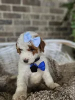 Luca, a male Goldendoodle and Poodle - Miniature  for sale in Grabill, IN – 3 of 7
