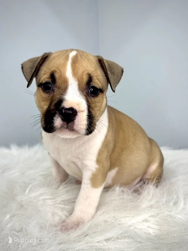 Lexus  – American Bully puppy for sale in Leesville, SC