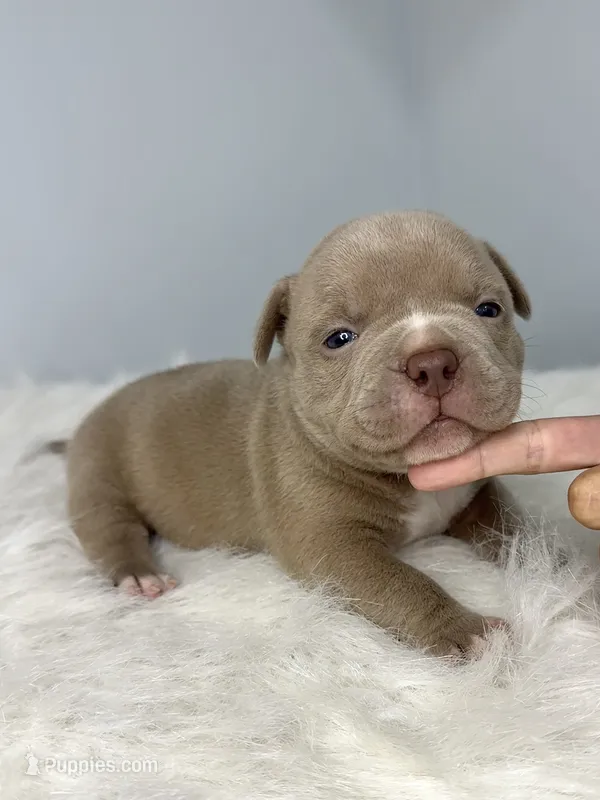 Cash   – American Bully puppy for sale in Leesville, SC