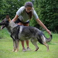 Dolly, a female German Shepherd Dog for sale in Leesville, SC – Photo 5 of 7