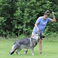 Dolly, a female German Shepherd Dog for sale in Leesville, SC – Photo 6 of 7