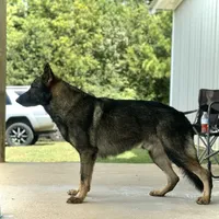 Dolly, a female German Shepherd Dog for sale in Leesville, SC – Photo 7 of 7