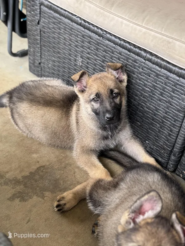 Fancy – German Shepherd Dog puppy for sale in Leesville, SC