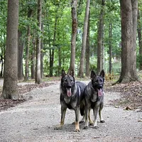 Dolly, a female German Shepherd Dog for sale in Leesville, SC – Photo 4 of 7