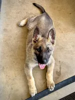 Dolly, a female German Shepherd Dog for sale in Leesville, SC – Photo 3 of 7