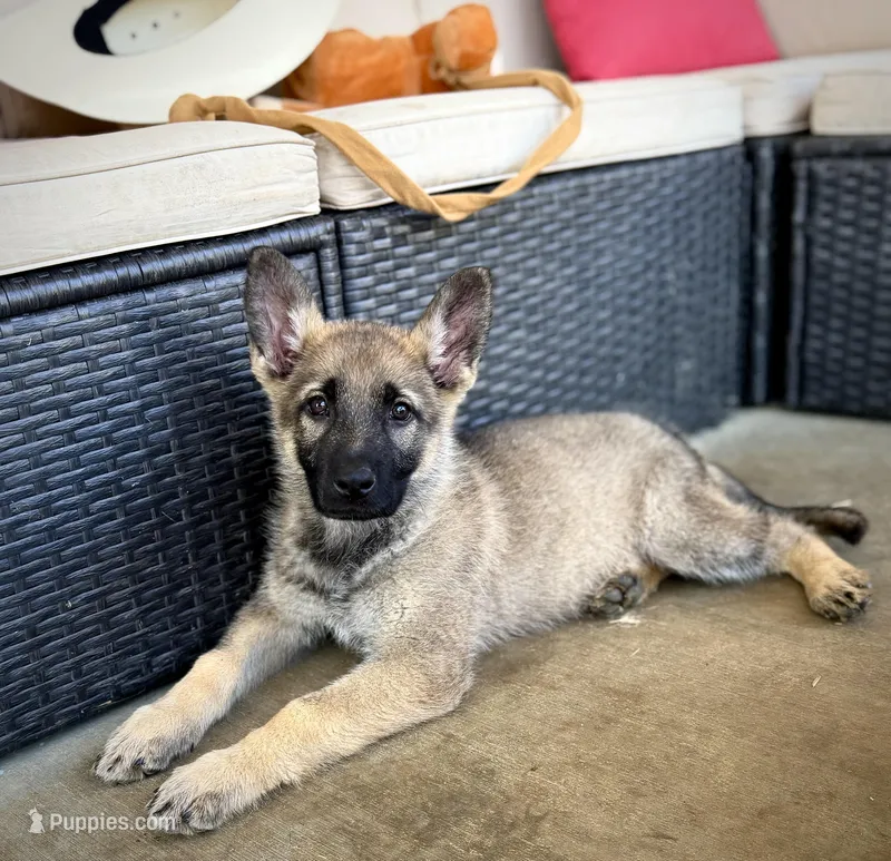 Dolly – German Shepherd Dog puppy for sale in Leesville, SC