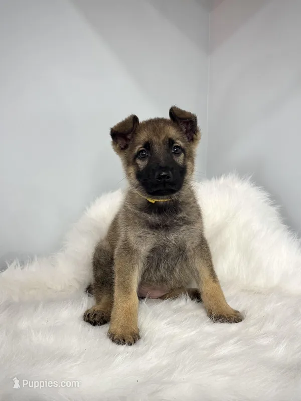 Fancy – German Shepherd Dog puppy for sale in Leesville, SC