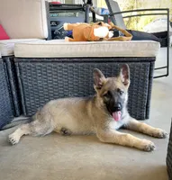 Dolly, a female German Shepherd Dog for sale in Leesville, SC – Photo 2 of 7