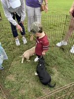 Beauty , a female American Bully for sale in Leesville, SC – 6 of 6