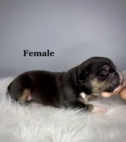 Porsche , a female American Bully for sale in Leesville, SC – 1 of 2