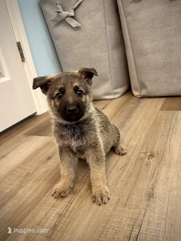 Major – German Shepherd Dog puppy for sale in Leesville, SC