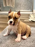 Tex , a male American Bully for sale in Leesville, SC – 1 of 5