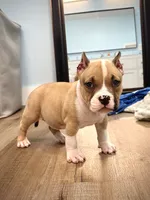 Tex , a male American Bully for sale in Leesville, SC – 2 of 5