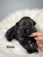 Ruger, a male German Shepherd Dog for sale in Leesville, SC – Photo 3 of 8