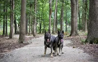 Ruger, a male German Shepherd Dog for sale in Leesville, SC – Photo 6 of 8