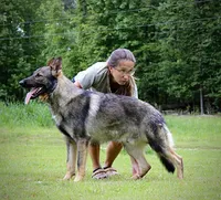 Ruger, a male German Shepherd Dog for sale in Leesville, SC – Photo 7 of 8