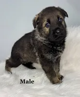 Ruger, a male German Shepherd Dog for sale in Leesville, SC – Photo 1 of 8