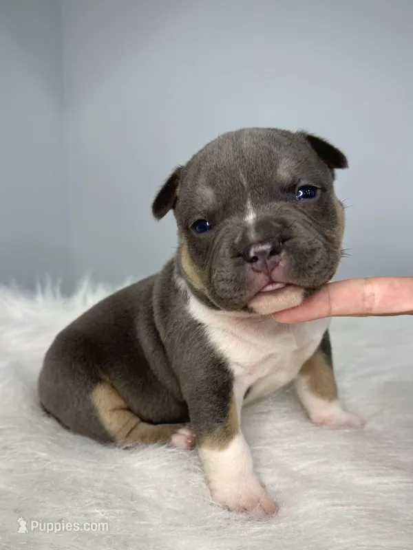 Hemi – American Bully puppy for sale in Leesville, SC