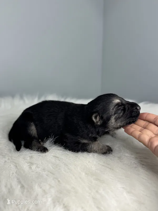 Dixie  – German Shepherd Dog puppy for sale in Leesville, SC