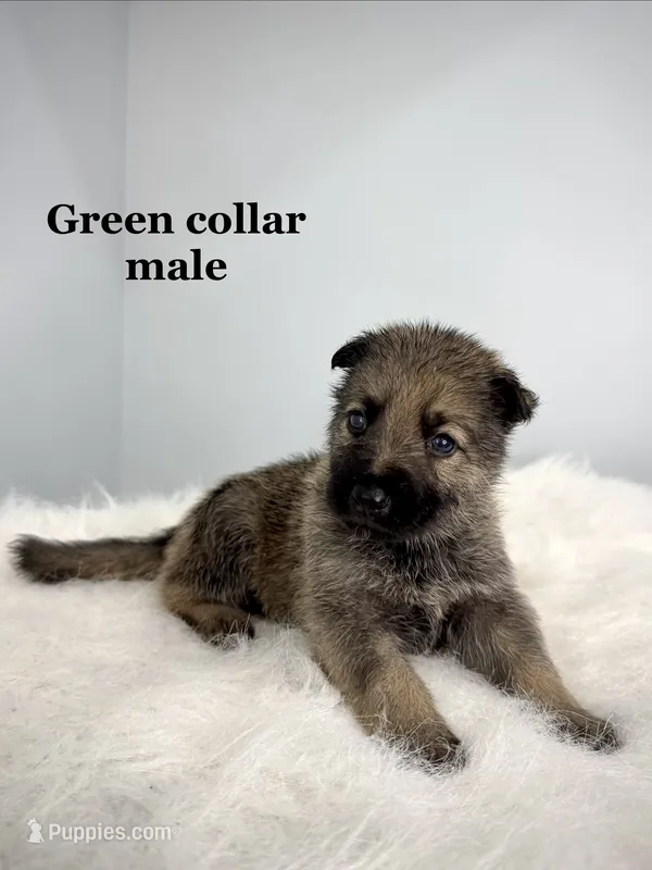 Kane – German Shepherd Dog puppy for sale in Leesville, SC