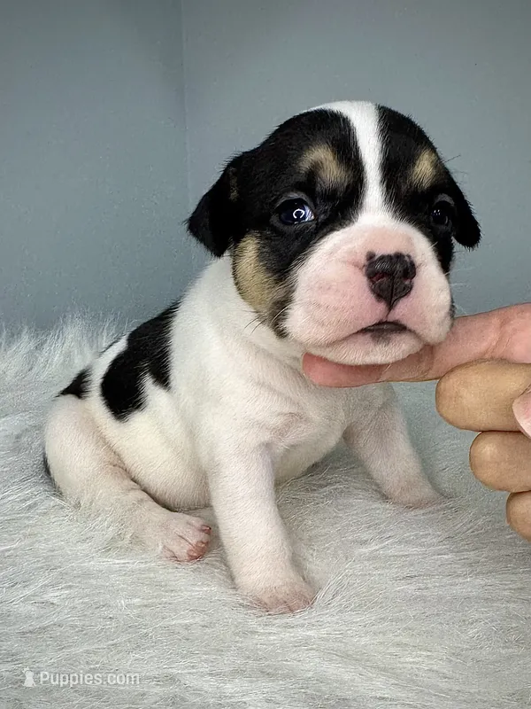 Mercedes  – American Bully puppy for sale in Leesville, SC