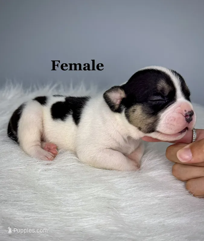 Mercedes  – American Bully puppy for sale in Leesville, SC