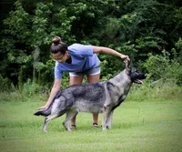 Colt, a male German Shepherd Dog for sale in Leesville, SC – Photo 8 of 8