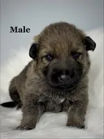 Colt, a male German Shepherd Dog for sale in Leesville, SC – Photo 3 of 8