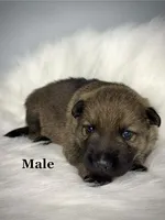 Colt, a male German Shepherd Dog for sale in Leesville, SC – Photo 2 of 8