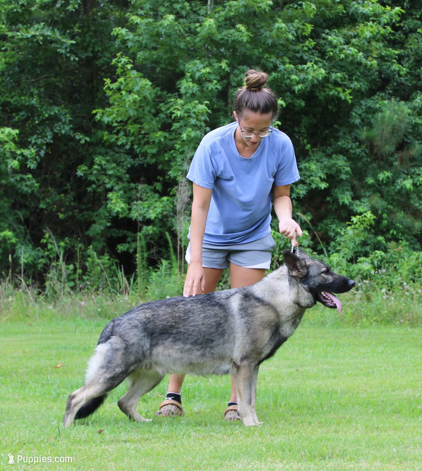 Colt, a male German Shepherd Dog for sale in Leesville, SC – Photo 5 of 8