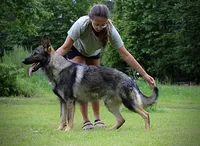 Colt, a male German Shepherd Dog for sale in Leesville, SC – Photo 7 of 8