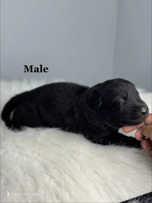 Boss – German Shepherd Dog puppy for sale in Leesville, SC