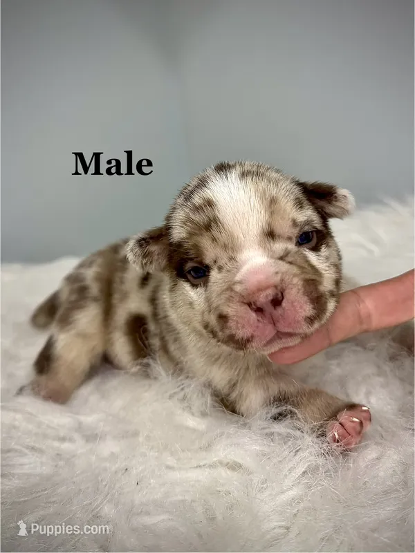Kilo – American Bully puppy for sale in Leesville, SC
