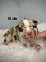 Kilo, a male American Bully for sale in Leesville, SC – 1 of 2