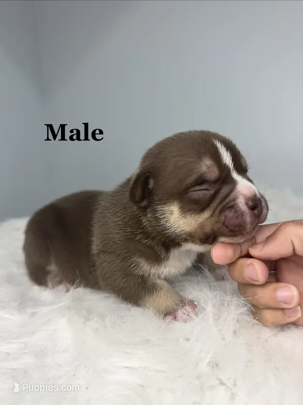 Cash money  – American Bully puppy for sale in Leesville, SC