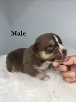 Cash money , a male American Bully for sale in Leesville, SC – 1 of 4