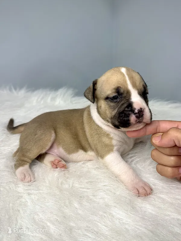 Lexus  – American Bully puppy for sale in Leesville, SC
