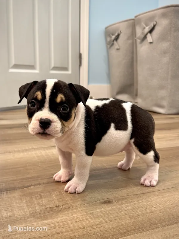 Mercedes  – American Bully puppy for sale in Leesville, SC