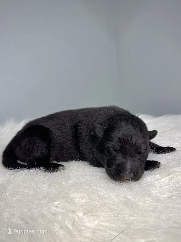 Hoss – German Shepherd Dog puppy for sale in Leesville, SC