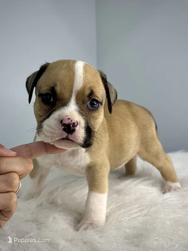 Bugatti  – American Bully puppy for sale in Leesville, SC