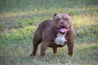 Cash  , a male American Bully for sale in Leesville, SC – 4 of 7
