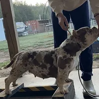 Pebbles, a female American Bully for sale in Leesville, SC – 2 of 2
