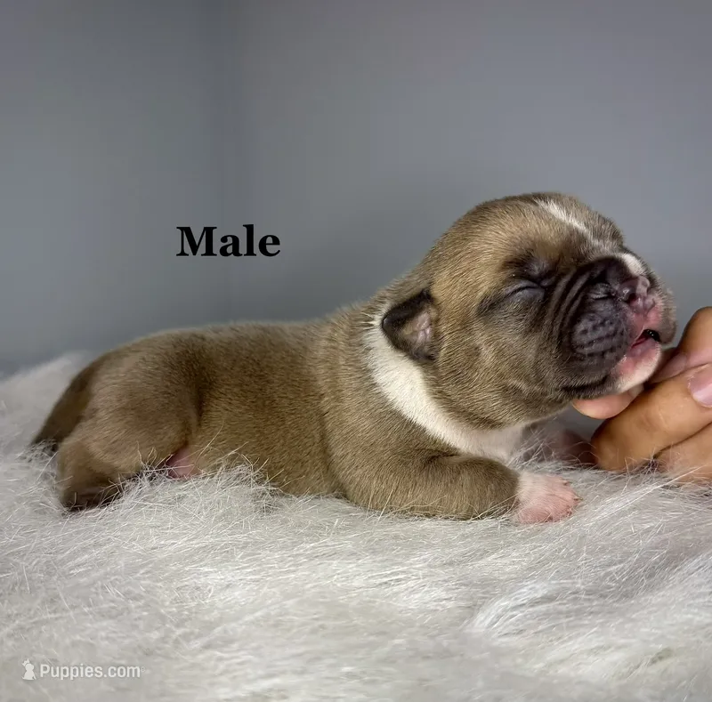 Bentley  – American Bully puppy for sale in Leesville, SC